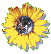 Sonnenblume